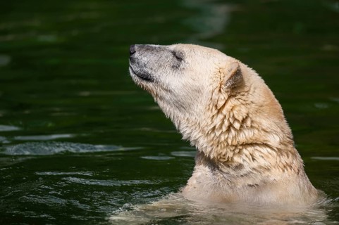 Polar bear (Ursus maritimus) swimming in the water, captive, Germany, Europe