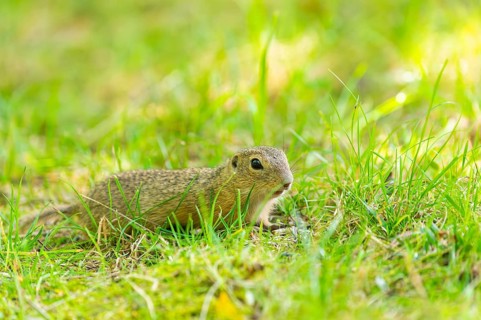 European ground squirrel (Spermophilus citellus) on a meadwo, Bavaria, Germany, Europe