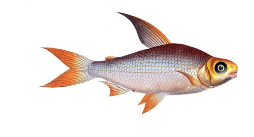 Fish, Fishes, Salmon family, Salmo edentulus, the toothless salmon, Salmon, Historical, digitally