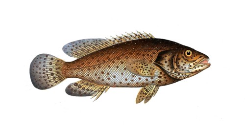 Fish, Fishes, Wrasse family, Bodianus guttatus, the Jacob Evertsen, The Jenfish, Historical,
