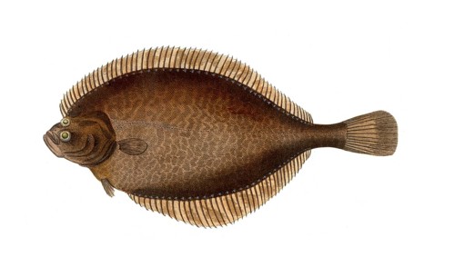 Fish, Fishes, Lepidorhombus whiffiagonis, Winged turbot, the Megrim, megrim sole, whiff, or Cornish