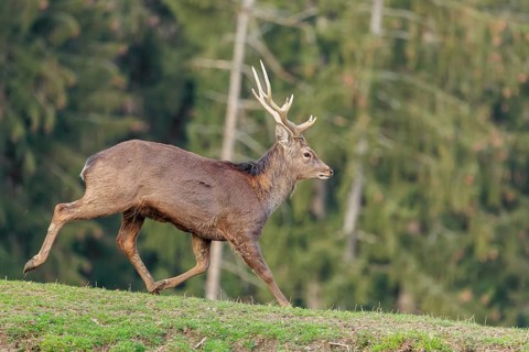 A Japanese sika deer stag (Cervus nippon nippon) runs across a meadow in hilly terrain. A forest