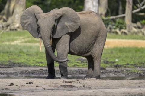 African forest elephant (Loxodonta cyclotis) in the Dzanga Bai forest clearing, Dzanga-Ndoki