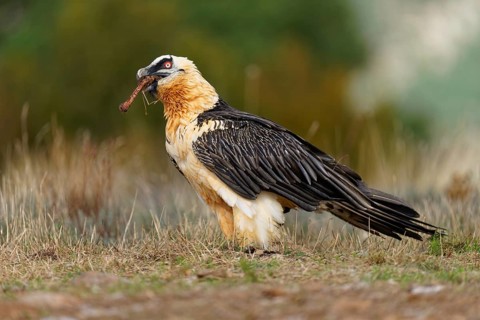 Old bearded vulture (Gypaetus barbatus), devouring sheep bones, Catalonia, Pyrenees, Spain, Europe