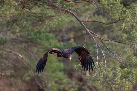 One white-tailed eagle (Haliaeetus albicilla) flying off of a pine tree standing in dry grass on