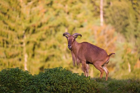 One Barbary sheep (Ammotragus lervia) stands on green hilly ground. A forest is in the background
