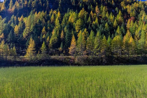 Little pond of the Malta river with a mountain forest in fall foliage on a bright sunny morning.