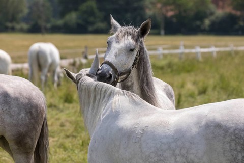 Kladruber horse, mares, grooming each other. National Stud Farm Kladruby nad Labem