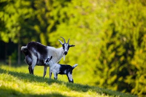 A female peacock goat (Capra aegagrus f. hircus) with her young is standing on a fresh green meadow