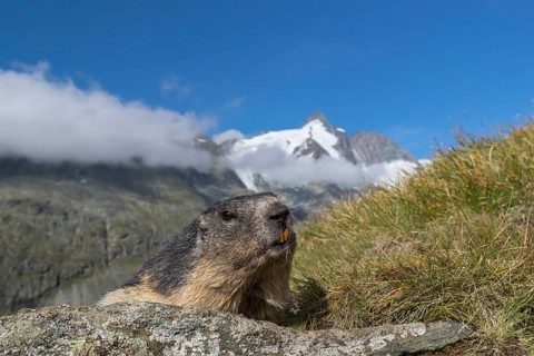 One adult Alpine Marmot, Marmota marmota, resting on a rock. Frontal view portrait. Blue sky with