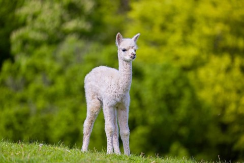 One young Alpaca (Vicugna pacos) stands on a fresh green meadow . A green forest in the distant