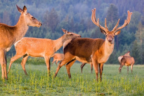 An Altai maral hind, Altai wapiti or Altai elk (Cervus canadensis sibiricus) rides up on a stag and