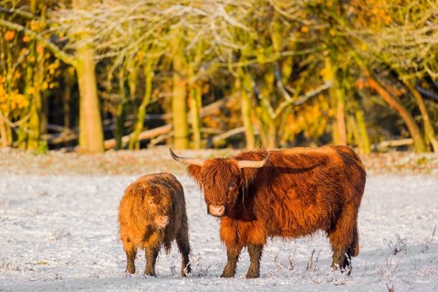 A highland cow (Bos primigenius taurus) and her calf stand at the edge of a forest on a