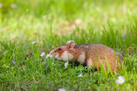 A European hamster (Cricetus cricetus), Eurasian hamster, black-bellied hamster or common hamster,
