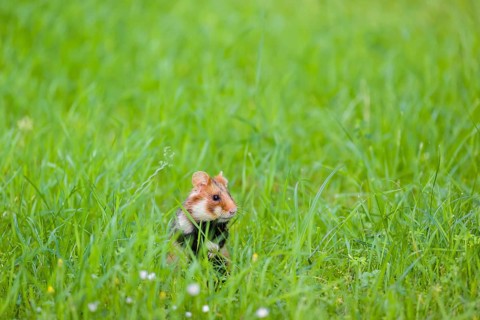 A European hamster (Cricetus cricetus), Eurasian hamster, black-bellied hamster or common hamster,