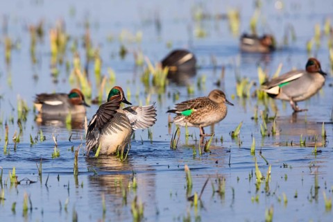 Eurasian Teal (Anas crecca), a group of male ducks and one female duck, resting on a frozen lake in