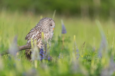 One Ural owl (Strix uralensis) sitting on a branch lying in a field of flowering lupines in late