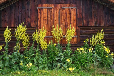 Old barn with some yellow flowers growing in front of it, Mittenwald, Bavaria, Germany, Europe