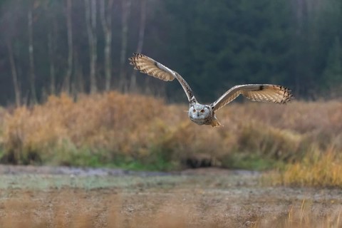 One Siberian Eagle Owl (Bubo bubo sibiricus) flying over tall reed grass lakeshore on an autumnal
