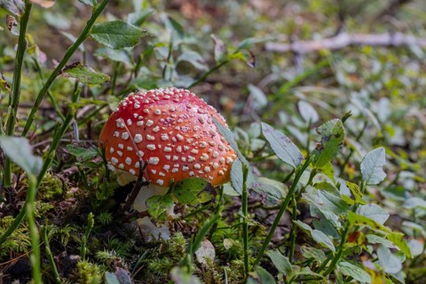 One fly agaric or fly amanita (Amanita muscaria), standing in the Seebach valley, Mallnitz,