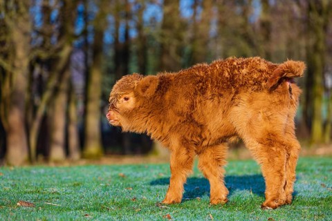 One Highland calf (Bos (primigenius) taurus) stands on a meadow. A forest in the background