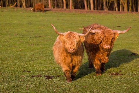 One Highland bull and a cow (Bos (primigenius) taurus) walk over a pasture