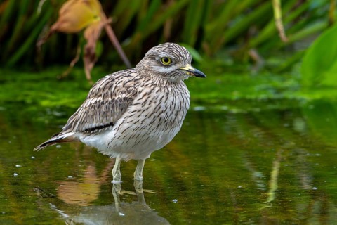 Eurasian stone-curlew, Eurasian thick-knee (Burhinus oedicnemus) foraging in shallow water of pond