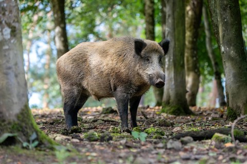 Wild boar (Sus scrofa), boar, Vulkaneifel, Rhineland-Palatinate, Germany, Europe