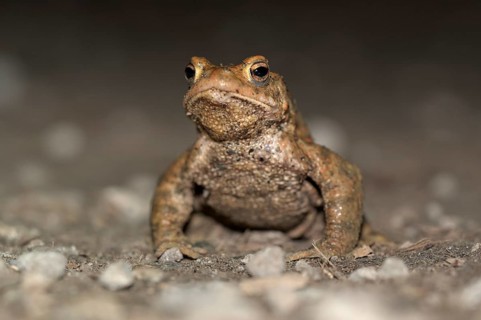 Common toad (Bufo bufo), single male, on the way to spawning waters, evening, toad migration,