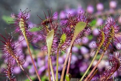 Oblong-leaved sundew, spoonleaf sundew, spatulate leaved sundew (Drosera intermedia), insectivorous