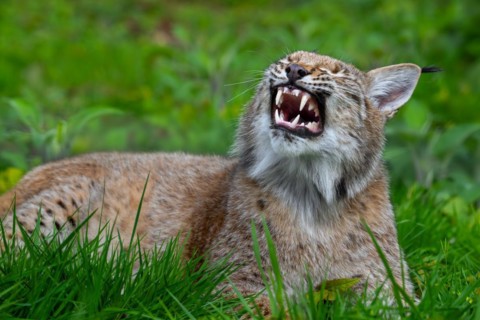 Sleepy Eurasian lynx (Lynx lynx) yawning and showing large fangs, canines in meadow