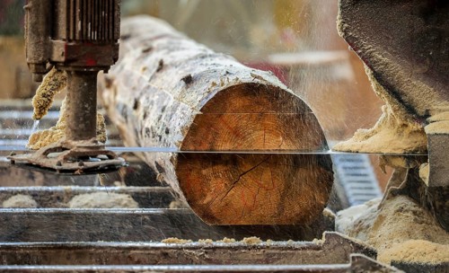 Solingen, North Rhine-Westphalia, Germany - Spruce logs, here spruce wood infested by bark beetles,