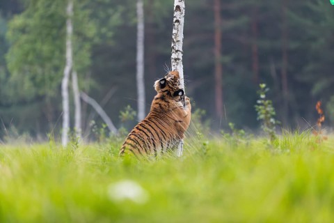 One young female Siberian Tiger, Panthera tigris altaica, sharpening its claws on a small birch