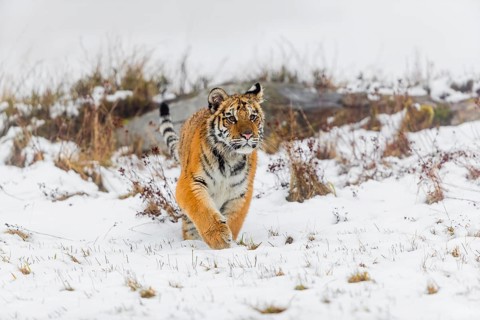 One young Siberian Tiger, Panthera tigris altaica, running over snowy meadow with dense fog in the