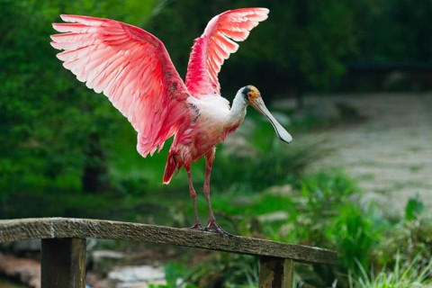 Roseate Spoonbill (Platalea ajaja), adult bird perched on a fence, flapping its wings, native to