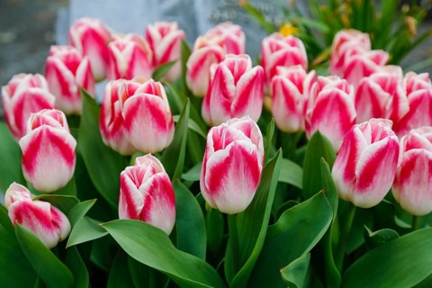 Gönningen tulip blossom, tulips (Tulipa), flowers, white, red, two-coloured blossoms, spring