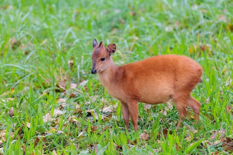 A young red forest duiker, Natal duiker or Natal red duiker (Cephalophus natalensis) grazes on a