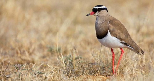 Crowned Lapwing, (Vanellus coronatu), Wakkerstrom surroundings, Wakkerstrom, Mpumalanga, South