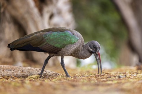 Hadada ibis (Bostrychia hagedash) Family of ibises and spoonbills, foraging, poking in the ground,