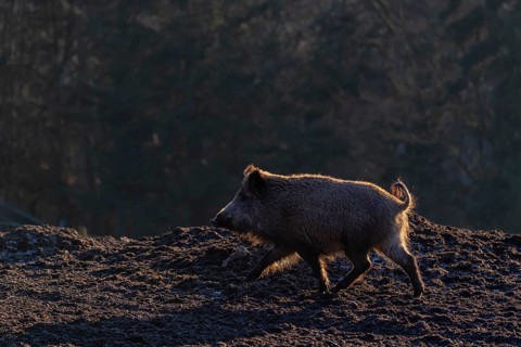 One wild boar or wild pig (Sus scrofa) walking over an opening. Strong backlit condition