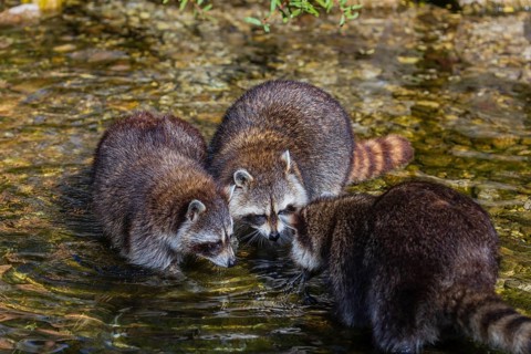 Three adult Raccoons, Procyon lotor, stand in the shallow water of a creek searching for food