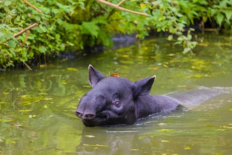 A Malayan tapir (Acrocodia indica) swims in a river. Dense riparian vegetation is in the background