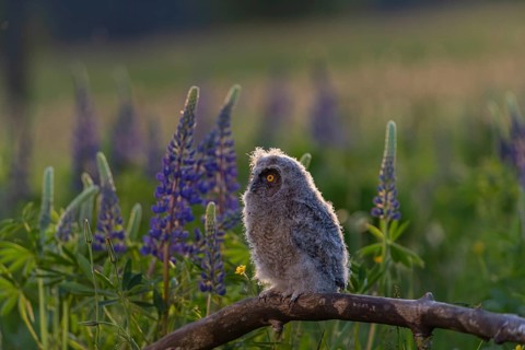One young long-eared owl (Asio otus), sitting on a branch that is lying in a field of flowering