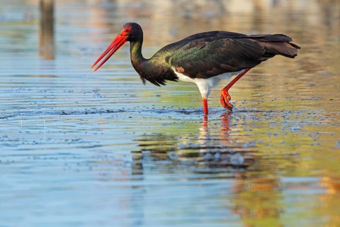 Black stork (Ciconia nigra), searching for food in the water, Lesbos Island, Greece, Europe