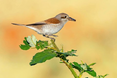 Red-backed shrike (Lanius collurio), female with prey, Hockenheim, Baden-Württemberg, Germany,