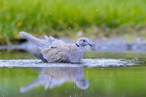 Eurasian collared dove (Streptopelia decaocto) bathing in shallow water of pond