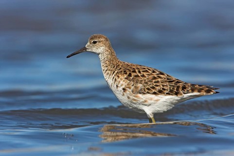 Ruff (Philomachus pugnax), female, Narew, Bialystok, Podlasie, Poland, Europe