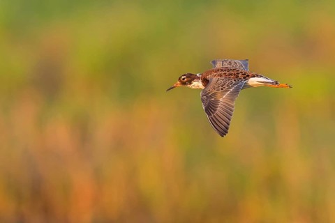 Ruff (Philomachus pugnax), male, flight photo, Narew, Bialystok, Podlasie, Poland, Europe
