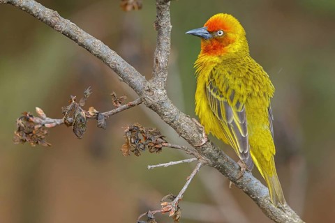 Cape weaver (Ploceus capensis), West Coast National Park, Langebaan, Western Cape, South Africa,