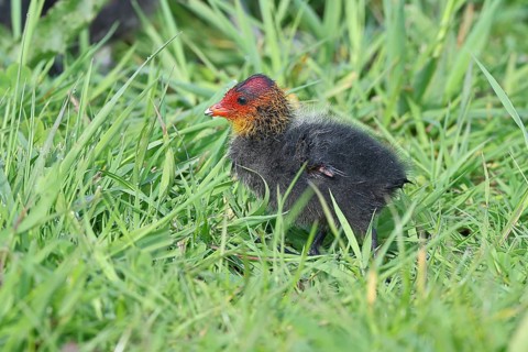Eurasian Coot, Coot Rail, (Fulica atra), chick in the shore vegetation, Dümmer, Lake Dümmer,